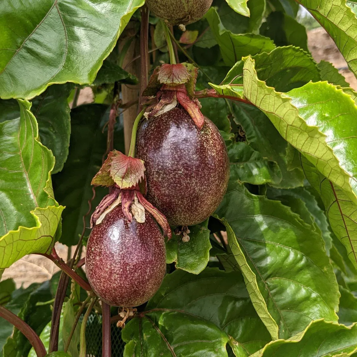 Produktbild 4